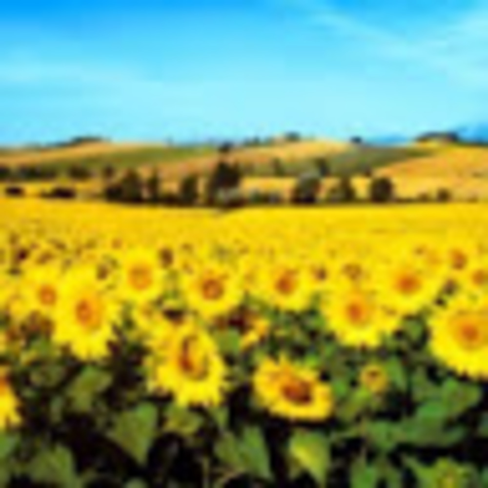 Meet your Posher, Alice